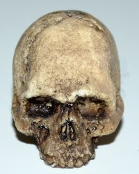 Rare & Hard To Find  Skull without mandible
